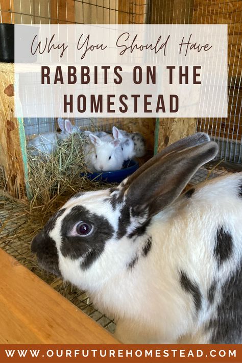 Have you ever thought to have rabbits on your homestead or just in your suburban backyard? Read on for 6 great reasons to add rabbits to your home. Breeds Of Rabbits, Meat Rabbits Breeds, Suburban Backyard, Raising Rabbits For Meat, Backyard Animals, Rabbit Farm, Meat Rabbits, Raising Farm Animals, Raising Rabbits