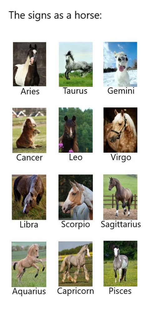 Zodiac Signs As Animals, Animal Zodiac Signs, Zodiac Signs As Things, Horse Zodiac, Zodiac Signs Animals, Zodiac Signs Pictures, Zodiac Animals, Zodiac Sign Fashion, Zodiac Characters