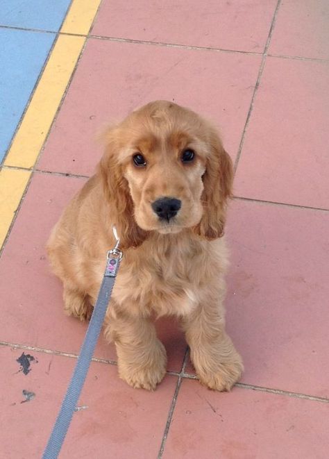 My golden Cocker spaniel puppy Nala Golden Cocker Spaniel Puppies, Golden Cocker, Golden Cocker Spaniel, Cocker Spaniel Puppy, Cocker Spaniel Puppies, Cocker Spaniel Dog, Dog Lady, Cocker Spaniels, Spaniel Puppies