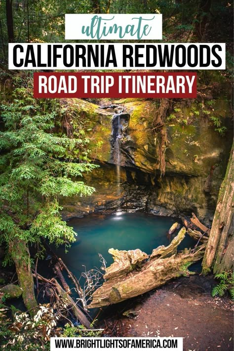 Plan a trip to see Northern California's majestic Redwood trees with this epic itinerary. Don't miss a thing on your next California road trip! California Redwoods | Where to see California Redwoods | Stops on a California Redwoods Road Trip | California Road Trip | Northern California Road Trip | Where to see Redwoods in California | Giant Redwoods | California Redwoods Road Trip Itinerary | California Road Trip Itinerary Redwood National Park With Kids, Redwood Vacation, Redwoods Vacation, Redwoods Road Trip, Pch Roadtrip, Forest Trip, Redwoods National Park, North California, Northern California Road Trip