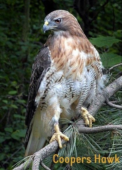 Raptors Bird, Cooper's Hawk, Red Tailed Hawk, Nature Birds, Bird Pictures, Pretty Birds, Colorful Birds, Birds Of Prey, Wild Birds