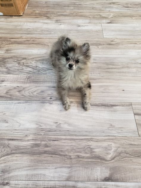 Pomeranian Cut, Grey Pomeranian, Lavender Merle Pomeranian, Pomeranian Blue Merle, Blue Merle Pomeranian, Pomeranian Colors, Merle Pomeranian, Black And Tan Pomeranian, Fox Face Pomeranian