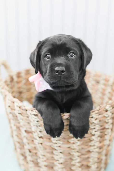 Puppy Poses Pictures, Lab Puppy Photoshoot, Breeder Puppy Pictures, Puppy Photography Photo Shoots, Dog Picture Ideas Pet Photography, Black Puppy Photoshoot Ideas, Newborn Puppy Photos, Picture Memorial Ideas, Puppy Pics Ideas