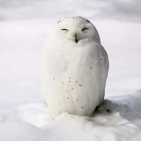 Snow Animals, Fun Facts About Animals, Baby In Snow, Snow Owl, Owl Photos, Owls Drawing, White Owl, Snowy Owl, Animal Facts