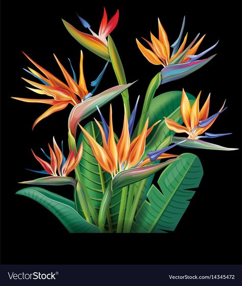 Birds Of Paradise Flower, Flower Painting Canvas, Tropical Art, Bird Of Paradise, Color Pencil Art, Flower Art Painting, Exotic Flowers, Birds Of Paradise, Tropical Flowers