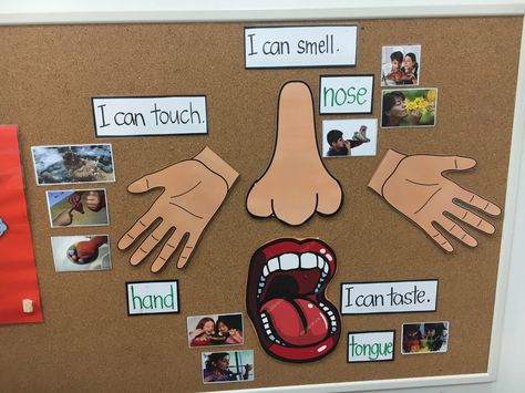 Senses board Senses Bulletin Board Ideas, 5 Senses Bulletin Board Ideas, 5 Senses Activities, Preschool Program, Senses Activities, Preschool Programs, 5 Senses, Letter To Parents, Music And Movement