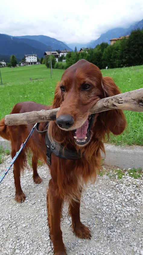 Irish Setter Aesthetic, Irish Setter Puppy, Irish Red Setter, Farm Aesthetic, Red Setter, Red And White Setter, Red Coats, Irish Setter Dogs, Irish Setters