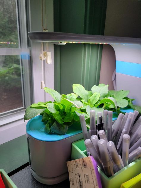 Photo of the day, day 85 Growing Basil Indoors, Hydroponic Herb Garden, Indoor Farming, Home Greenhouse, Hydroponic Growing, Smart Garden, Indoor Herb Garden, Hydroponics System, Hydroponic Gardening