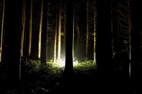 Forest Night Photography, Night Forest Photography, Creepy Forest Aesthetic, 2011 Aesthetic, Fright Night 2011, Forest At Night, Ireland Cottage, Photography Inspiration Nature, Night Forest