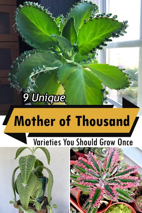 Are you in love with quirky succulents? Check out our exclusive list of the Best Mother of Thousands Variety! Mother Of A Thousand Plants, Mother Of Thousands Plant Care, Mother Of Millions Plant, Mother Of Thousands Plant, Mother Of Thousands, Garden Hacks Diy, Houseplant Care, Garden Hacks, Succulent Gardening