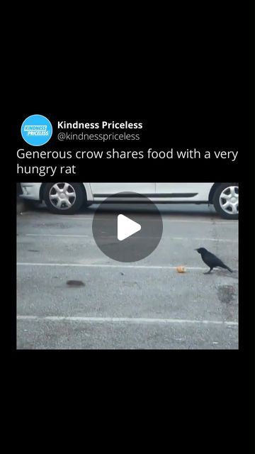 Crow Magic, Heart Songs, Faith In Humanity Restored, Animal Pics, January 22, Animal Behavior, Mindset Quotes, Faith In Humanity, Lives Matter