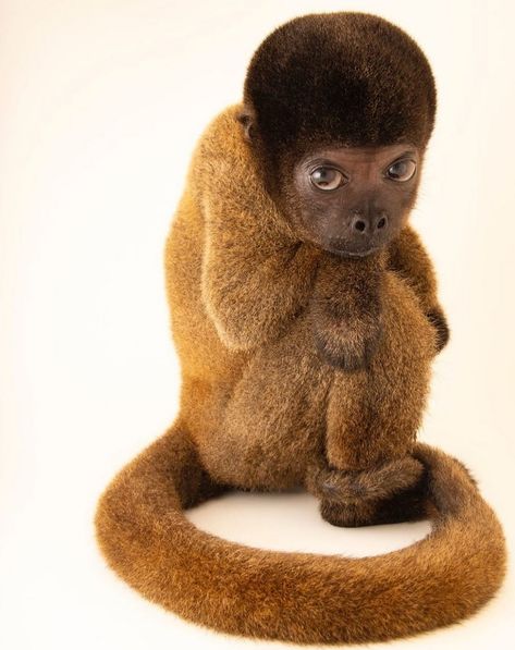 Endangered Peruvian woolly monkey by Joel Sartore Woolly Monkey, National Geographic Photography, Joel Sartore, Monkey Pictures, 얼굴 그리기, Monkey Art, Gallery Wallpaper, Human Reference, Little Monkeys