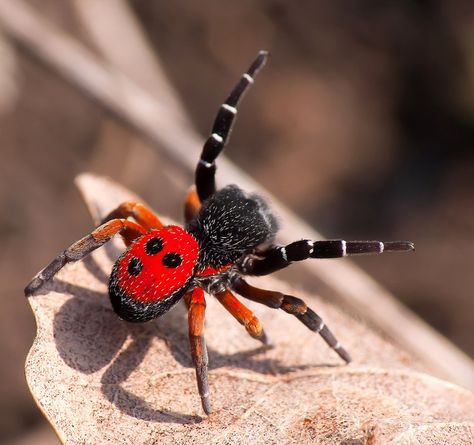 Ladybird spider are so neat! Ladybird Spider, Pretty Spiders, Arachnids Spiders, Spiders And Snakes, Spider Species, Pet Spider, Cool Insects, Cool Bugs, Spider Tattoo