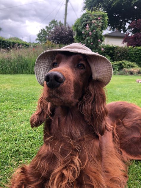 Irish Setters, Ginger Dog, Red Hair Dog, Autumn Dog Aesthetic, English Setter Aesthetic, Golden Cocker Spaniel Aesthetic, Irish Setter Aesthetic, Irish Setter Puppy, Red And White Irish Setter