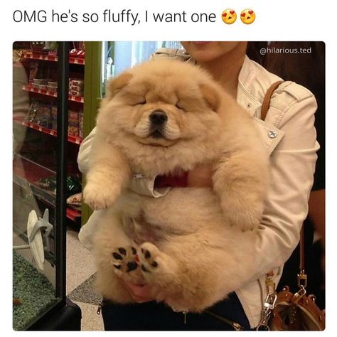 Funny animals Fluffy Dogs, Funny Animal Jokes, Funny Animal Memes, Puppy Pictures, Animal Jokes, Funny Animal Pictures, Baby Dogs, Cute Little Animals, Animal Memes