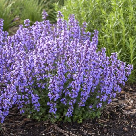 NEPETA_CATS_PAJAMAS_CATMINT_PW_NEPCP_02 Proven Winners Perennials, Cats Pajamas, Long Blooming Perennials, Drought Tolerant Perennials, Short Plants, Blue Plants, Fragrant Plant, Cat Pajamas, Proven Winners