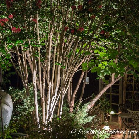 Want to set up some dramatic lighting in your garden but not sure how? Get some ideas from this list of landscape lighting effects and how to use them. Landscape Lighting Ideas Walkways, Deer Resistant Shade Plants, Shade Loving Shrubs, Plants Under Trees, Outdoor Lighting Ideas, House To Home, Solar Landscape Lighting, Landscape Lighting Design, Solar Landscape