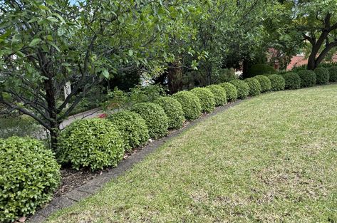 Pittosporum 'Golf Ball' PBR Pittosporum Golf Ball Gardens, Golf Ball Pittosporum, Weeping Trees, Screen Plants, Topiary Plants, Herbs Indoors, Gardening Advice, Garden Accessories, Cacti And Succulents