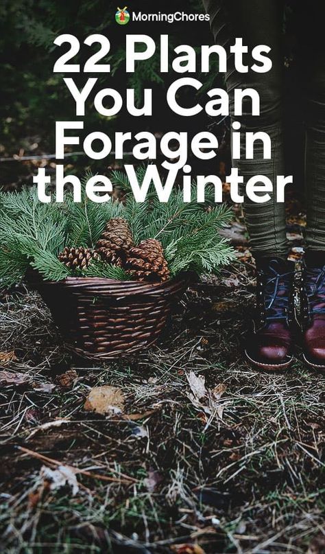 Winter Foraging Pnw, Foraging Supplies, Foraged Crafts, Winter Foraging, Fall Foraging, Medicinal Herbs Remedies, Wild Crafting, Urban Foraging, Medicinal Wild Plants