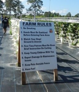 posted rules field instructions how to pick fruit how to garden Strawberry farm farm rules garden safety U Pick Berry Farm, Farm Tourism, Sustainable Homestead, How To Garden, Cut Flower Farm, Strawberry Farm, Farm Fun, Farm Business, Strawberry Picking