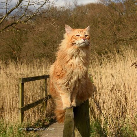 Large Domestic Cat Breeds, Warrior Cats Books, Kitten Photos, Horse Aesthetic, Norwegian Forest, Forest Cat, Norwegian Forest Cat, Orange Cats, Yellow Cat