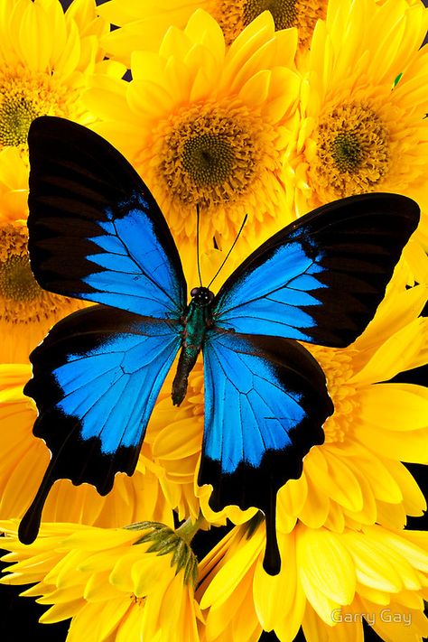 Available as Posters, Home Decors, Tote Bags, Prints, and Cards Photo Papillon, Art Papillon, Romantic Life, Source Energy, Blue Butterfly Wallpaper, Beautiful Butterfly Pictures, Beautiful Butterfly Photography, Butterfly Wallpaper Backgrounds, Career Quotes