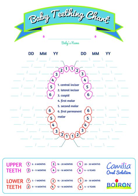 How to create a Basic Baby Teething Chart? Download this Basic Baby Teething Chart template now! Baby Teething Chart, Baby Tooth Chart, Teeth Chart, Teething Chart, Teeth Whitening Methods, Teeth Whitening Procedure, Dental Images, Brighten Teeth, Tooth Chart