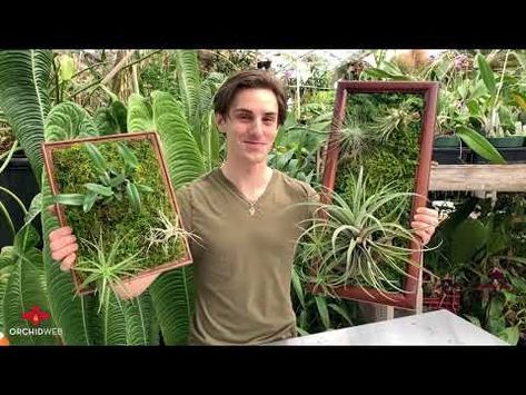 DIY Living Wall Frames using Air Plants and Orchids! - YouTube Diy Living Wall, Air Plant Art, Living Wall Diy, Plant Wall Diy, Air Plants Diy, Living Wall Indoor, Airplant Wall, Air Plants Decor, Indoor Plant Wall