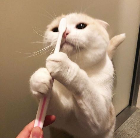 Cat Brushing Teeth, Brush Teeth, Cutest Cat, Cat Person, Cute Cats And Kittens, Cute Creatures, Meow Meow, Kitty Cats, Brushing