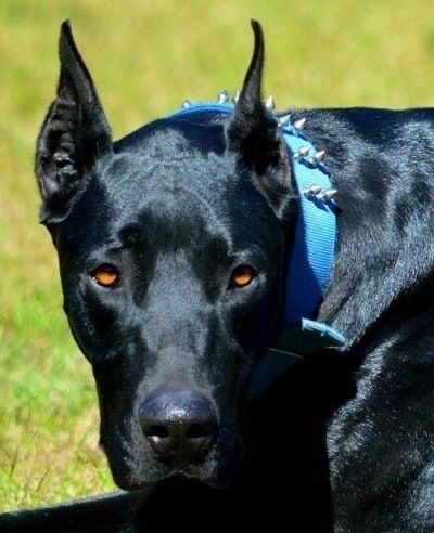 14 Great Dane Mixes: Gigantic Mixed Breeds To Melt Your Heart! Blue Doberman, Doberman Puppies For Sale, Doberman Mix, Hound Dog Breeds, Great Dane Mix, Doberman Love, Doberman Pinscher Dog, Black Russian, Doberman Puppy