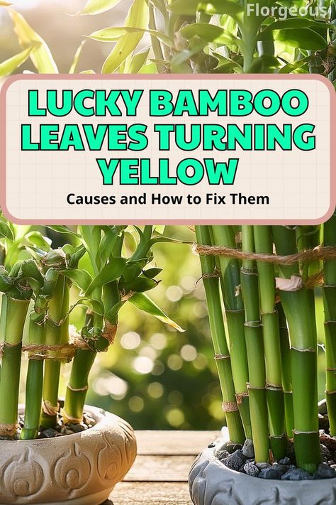 Lucky Bamboo Leaves Turning Yellow Lucky Bamboo Care, Lucky Bamboo Plants, Garden Problems, Yellow Bamboo, Bamboo Plant, Lucky Bamboo, Nutrient Deficiency, Bamboo Leaves, Bamboo Plants