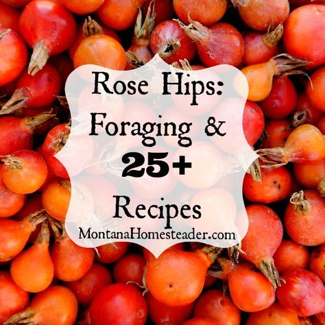 Learn how to harvest and use this natural, free source of Vitamin C Wild Foraging, Wild Food Foraging, Foraging Recipes, Edible Wild Plants, Foraged Food, Rose Hips, Wild Edibles, Wild Food, Edible Plants