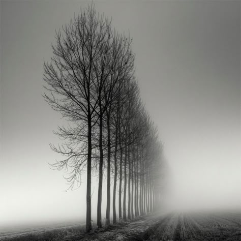 Long Exposure Tree Landscapes by Pierre Pellegrini trees long exposure landscapes black and white Row Of Trees, 숲 사진, Foto Tips, Tree Photography, Landscape Trees, Long Exposure, Black White Photos, White Photo, Pics Art