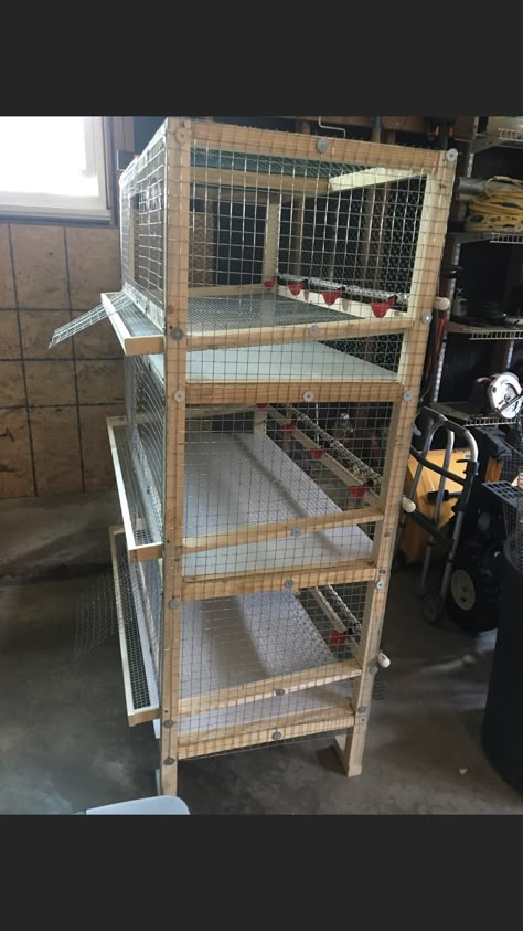 Conejeras Ideas, Chicken Cage Ideas, Quail House, Poultry Farm Design, Quail Cage, Quail Coop, Chicken Brooder, Raising Quail, Raising Farm Animals