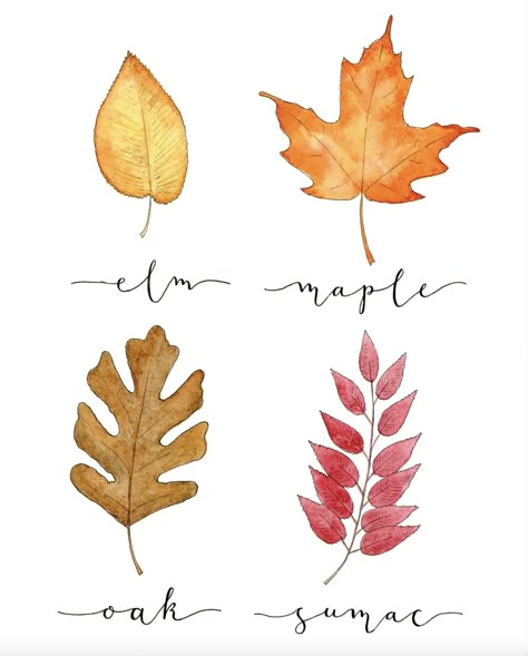 Leaf identification for fall. Autumn leaves. 8x10 wall art. Digital Download. PDF Fall Leaves Drawing, Leaf Print Art, Leaf Identification, Botanical Sketchbook, Autumn Leaves Art, Wall Art Fall, Let's Make Art, Leaf Outline, Fall Art Projects