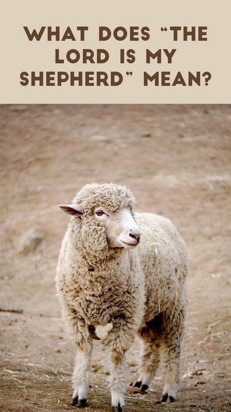 Psalms 23 is one of the most quotable chapters in all of scripture, yet it is often misunderstood which is why in 2020 over 178,000 people asked the... The Lord Is My Shepherd Craft, The Good Shepherd Craft, The Lord Is My Shepherd Psalm 23, Shepherd Quotes, Cousin Day, Good Shepard, Psalms 23, Christian Articles, Kids Church Lessons