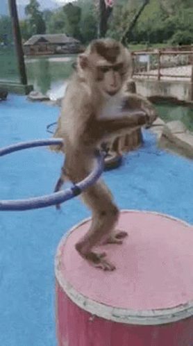 Monkey Gif, Unusual Animal Friends, Monkey Funny Videos, Cute Hijab Cartoon Wallpaper, Monkey Dance, Monkey Pictures, Animal Tracks, Snack Video, Funny Frogs