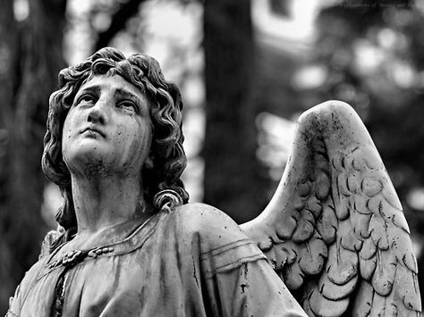 Angel statue aesthetic Wings Of Desire, Dead Can Dance, Madara Susanoo, Cemetery Angels, Weeping Angel, Angel Books, Angel Sculpture, Cemetery Art, Black And White Photograph