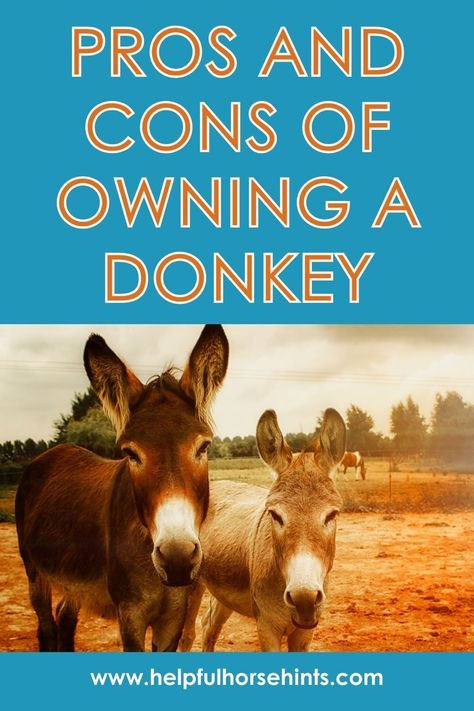 Owning a donkey can be a truly rewarding experience for farm owners. Donkeys are not always the easiest farm animals to deal with and anyone that plans on getting one should first weigh the pros and cons of owning a donkey. Most farm owners love having a donkey or donkeys on the farm, however, it is not always sunshine and rainbows. Here are the pros and cons of owning a donkey. #list #kong #drawing #cute #helpfulhorsehints Owning A Donkey, Donkey Shelter, Kong Drawing, Donkey Breeding, Donkey Care, Backyard Homestead, Horse Ownership, Mini Donkey, Cute Donkey