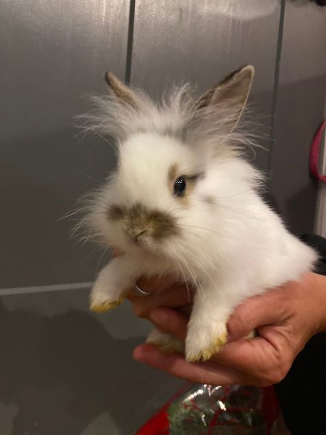 Dark Brown Bunny, Torn Aesthetic, Lion Head Bunny, Lion Head Rabbit, Bunny For Sale, English Spot Rabbit, Bunnies For Sale, Lion Rabbit, Bunny Things