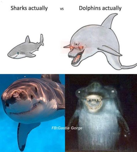 Profile Picture Cute Animals, Sharks And Dolphins, Sharks Vs Dolphins, Cute Shark, Pretty Animals, Funny Animal Jokes, 웃긴 사진, Silly Animals, Very Funny Pictures