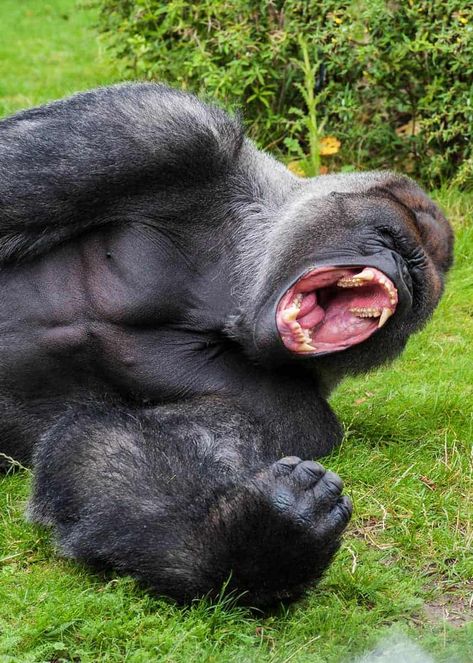 How Strong is a Gorilla? Silverback Strength vs Humans (Grizzly, Lion, Croc) Eastern Gorilla, Gorillas Art, Silverback Gorilla, Mountain Gorilla, Great Ape, African Lion, Baboon, Wild Animal, Primates