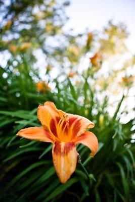 How Do You Cut Back Asiatic Lilies? Lily Plant Care, Growing Lilies, Types Of Lilies, Easiest Flowers To Grow, Lily Seeds, When To Plant, Day Lilies, Asiatic Lilies, Lily Plants