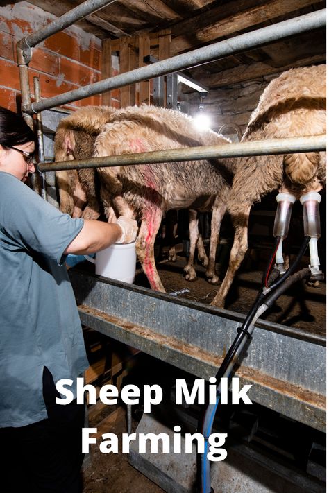 Sheep Milk Farming If you are interested in commercial sheep farming or you are thinking about sheep farming and you want to know about the selection of animals, feeding guidelines and their management. #Farming #Sheep #Feeding Farming Sheep, Duckling Care, Making Cheese At Home, Raising Sheep, Sheep Farming, Sheep Milk, Animal Report, Sheep Cheese, Raising Farm Animals