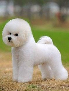 Dog Grooming Styles, Bichon Dog, Bichon Frise Puppy, Grooming Ideas, Poodle Grooming, Dogs Grooming, Bichon Frise Dogs, Purebred Dogs, Best Dog Breeds