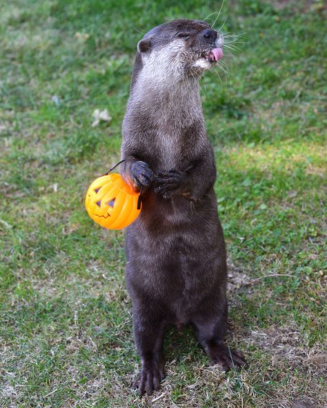 “I saved all my candy from Halloween this year and NOW I’M REAPING THE REWARDS.” | The 21 Happiest Otters Ever Are Here To Brighten Your Day Small Creatures, Otters Cute, Otter Love, Baby Otters, Sea Otter, Funny Animal Pictures, Squirrels, An Animal, Animal Photo