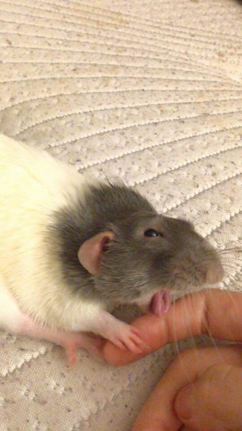 Rat Cute, Funny Animal Pics, Rattus Rattus, Baby Rats, Pet Rat, Funny Rats, Fancy Rat, A Rat, Cute Rats