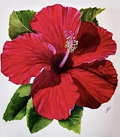 Joba Flower Drawing, Hibiscus Flower Realistic Drawing, Watercolour Hibiscus, White Hibiscus Flower Painting, Hibiscus Illustration Botanical, Red Hibiscus Flower Painting, Hibiscus Flower Drawing, Saree Painting Designs, Wall Murals Diy