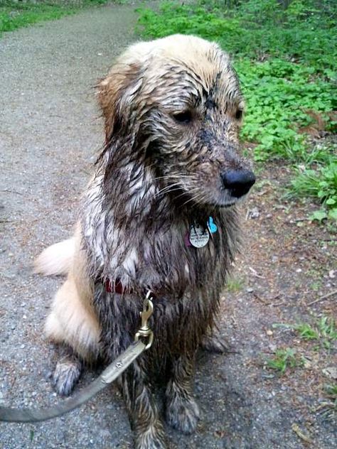 Mud Bath, Soccer Practice, Walk On, A Walk, Animal Kingdom, My Daughter, Golden Retriever, Art Reference, Cute Animals