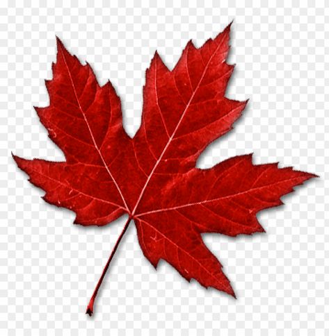 Maple Leaf Clipart, Canadian Leaf, Canada Leaf, Background Png Images, Png Images For Editing, Leaves Sketch, Leaf Png, Red Maple Leaf, Ballpoint Pen Art